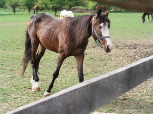 Škola jahanja u Park šumi Dotrščina