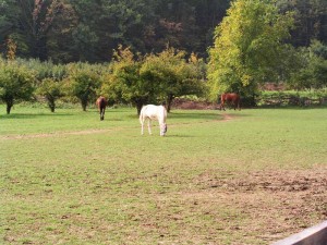 Škola jahanja u Park šumi Dotrščina